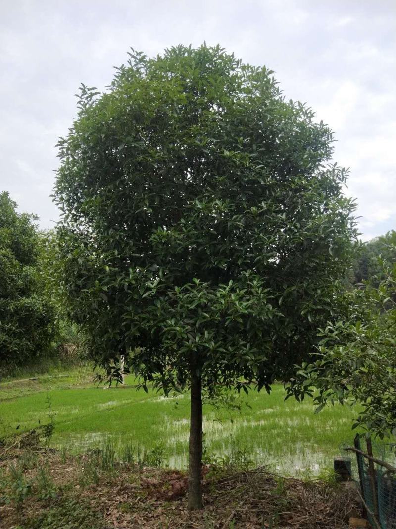 【精品推荐】大量低售金桂丹桂，工程用桂花树，占地桂花树