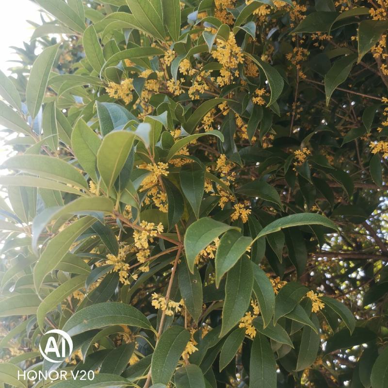 【精品推荐】大量低售金桂丹桂，工程用桂花树，占地桂花树