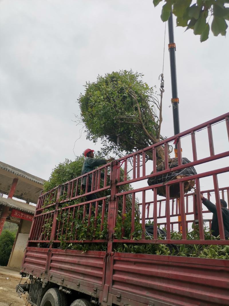 【精品推荐】大量低售金桂丹桂，工程用桂花树，占地桂花树