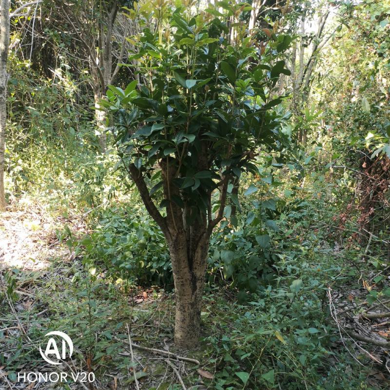 【精品推荐】大量低售金桂丹桂，工程用桂花树，占地桂花树