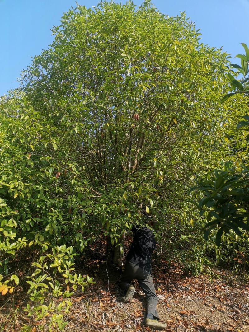 【精品推荐】大量低售金桂丹桂，工程用桂花树，占地桂花树