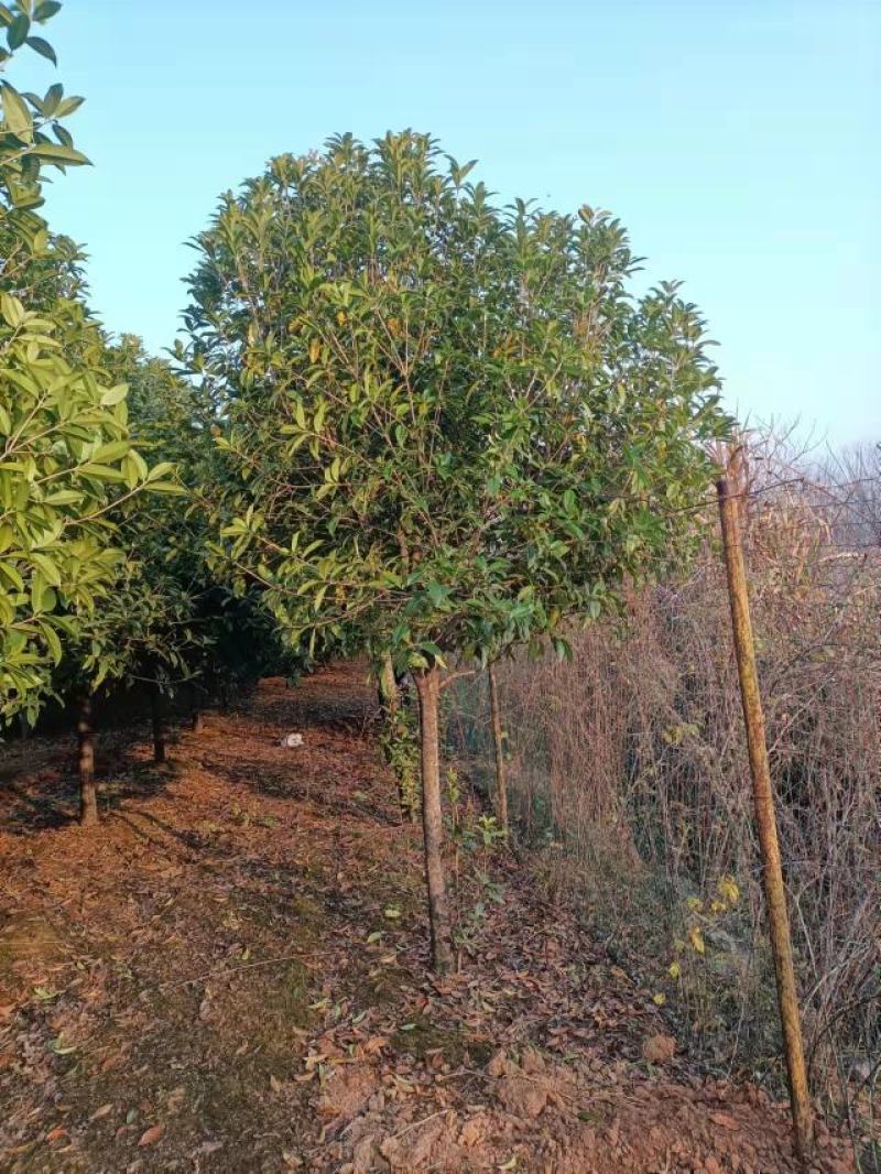 【精品推荐】大量低售金桂丹桂，工程用桂花树，占地桂花树