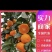 精选广西砂糖橘基地，产地直采，质量保证，全国代发，量大优