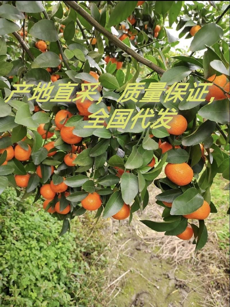 精选广西砂糖橘基地，产地直采，质量保证，全国代发，量大优