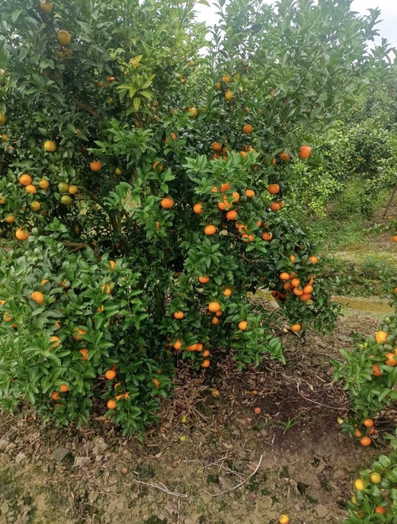 精选广西砂糖橘基地，产地直采，质量保证，全国代发，量大优