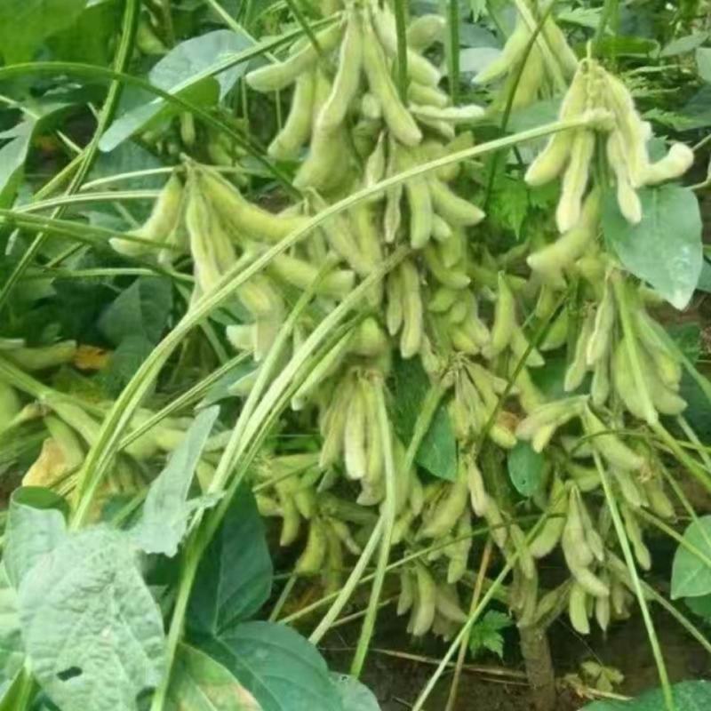 毛豆种子极早熟50天高产青豆菜种子春季蔬菜种子特早王菜豆
