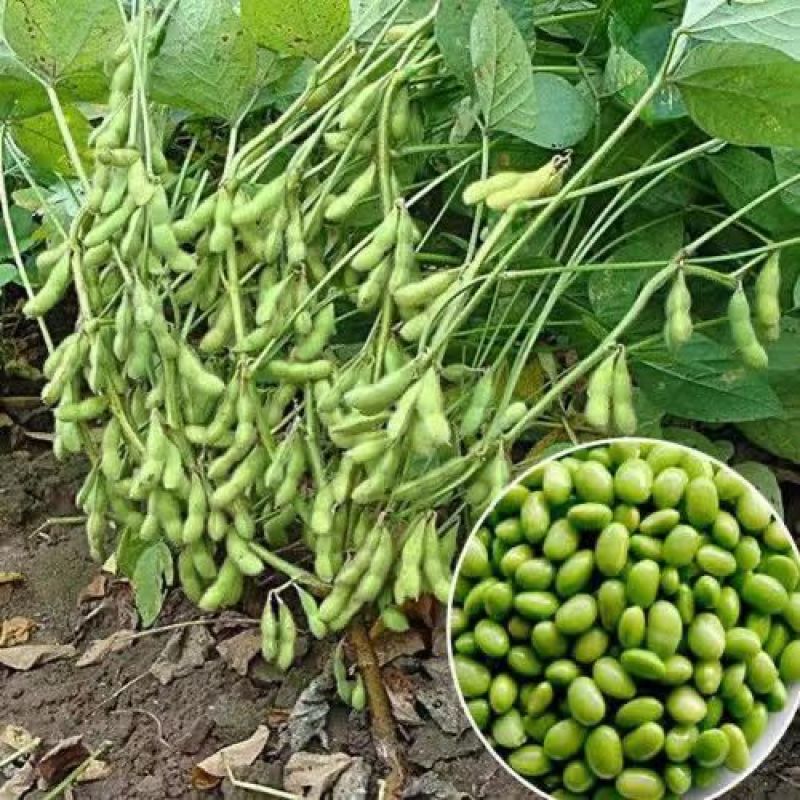 毛豆种子极早熟50天高产青豆菜种子春季蔬菜种子特早王菜豆