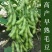 毛豆种子极早熟50天高产青豆菜种子春季蔬菜种子特早王菜豆