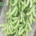 毛豆种子极早熟50天高产青豆菜种子春季蔬菜种子特早王菜豆