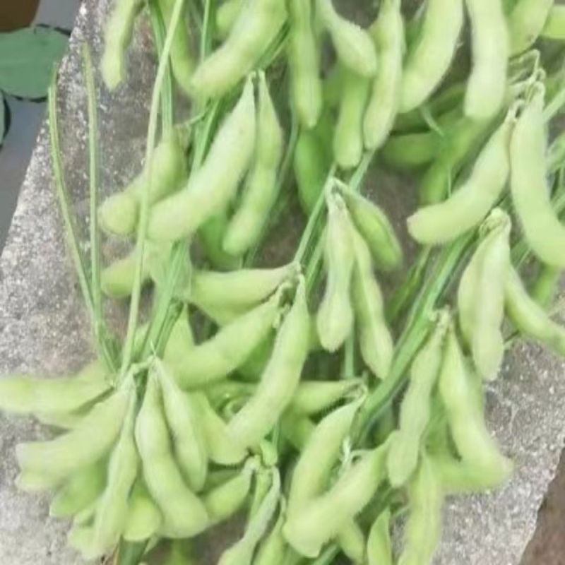 毛豆种子极早熟50天高产青豆菜种子春季蔬菜种子特早王菜豆