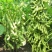 毛豆种子极早熟50天高产青豆菜种子春季蔬菜种子特早王菜豆