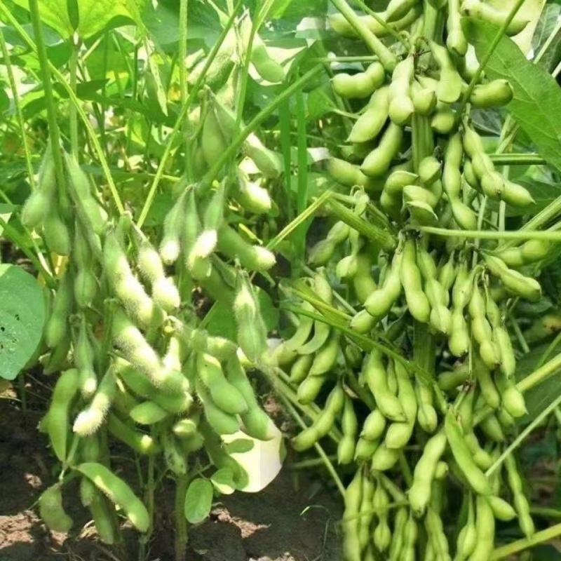 毛豆种子极早熟50天高产青豆菜种子春季蔬菜种子特早王菜豆