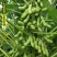 毛豆种子极早熟50天高产青豆菜种子春季蔬菜种子特早王菜豆