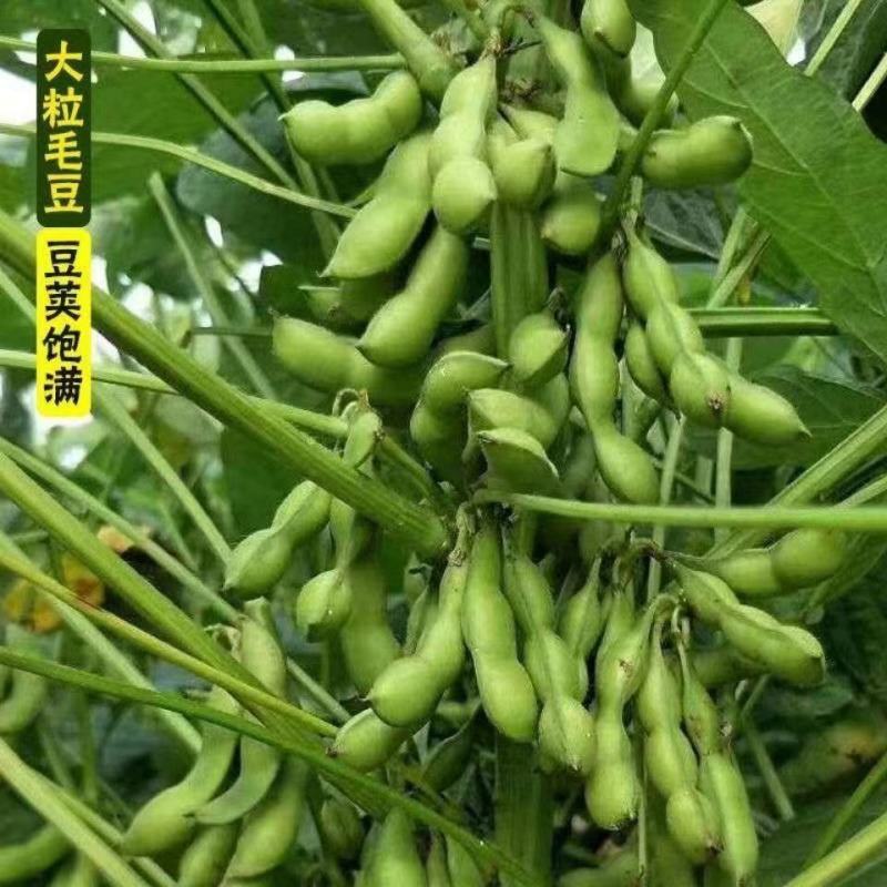 毛豆种子极早熟50天高产青豆菜种子春季蔬菜种子特早王菜豆