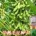 毛豆种子极早熟50天高产青豆菜种子春季蔬菜种子特早王菜豆