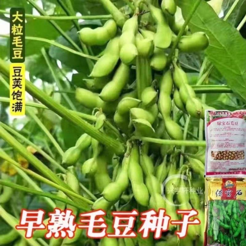 毛豆种子极早熟50天高产青豆菜种子春季蔬菜种子特早王菜豆