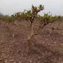 金银花树桩