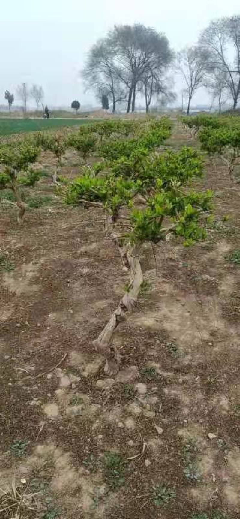 金银花树桩