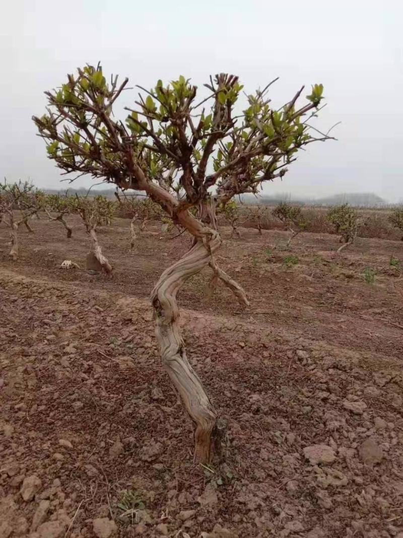 金银花树桩