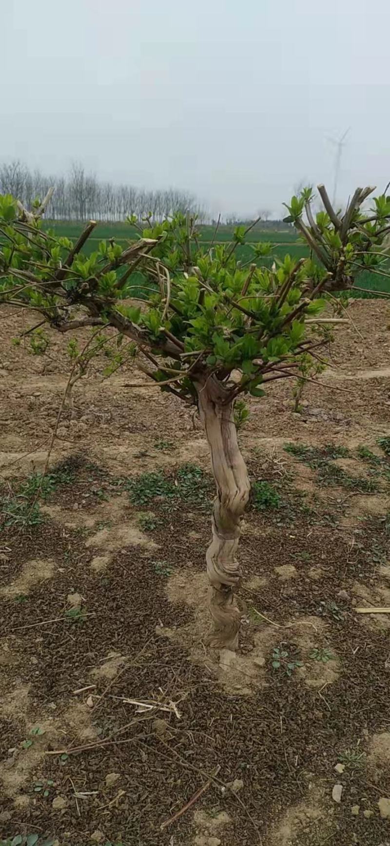 金银花树桩