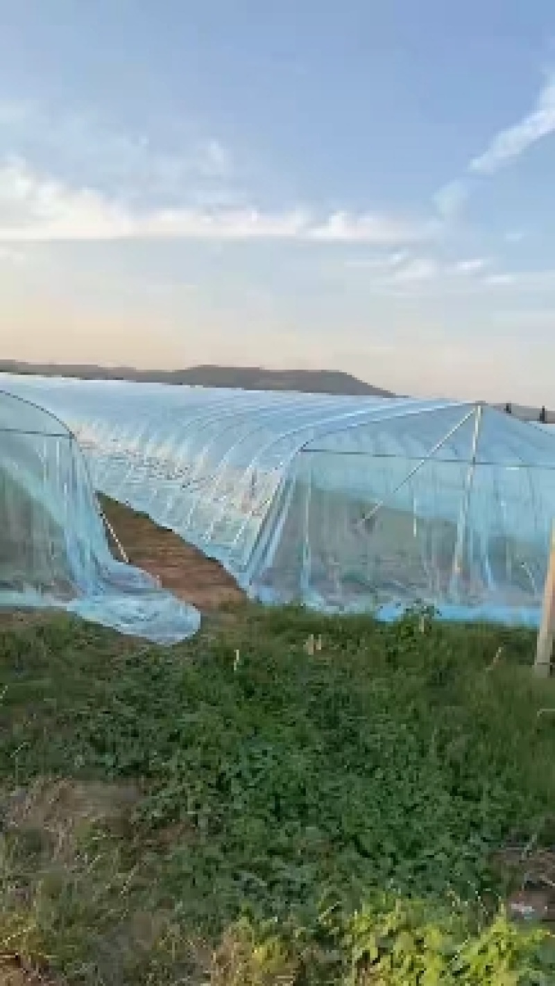 推荐高透光高保温的大棚膜农膜po膜不起雾不滴水增产增收