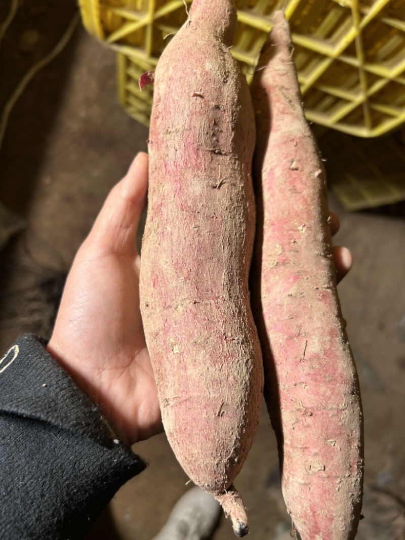 秦薯5号白心2两半以上，量大从优，需要的老板可私聊