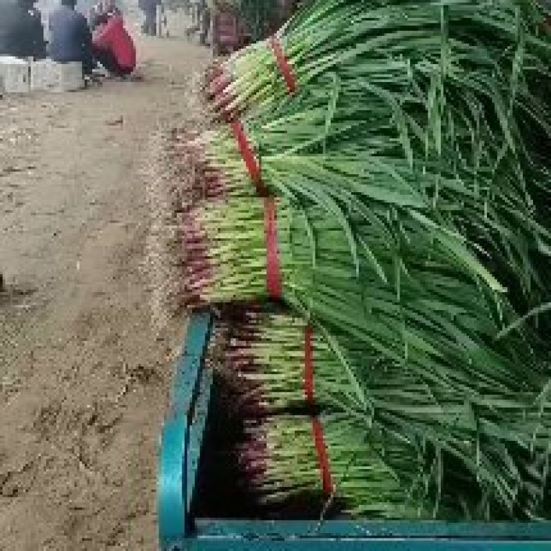 精品江苏蒜苗大量上市量大质优产地直发欢迎考察