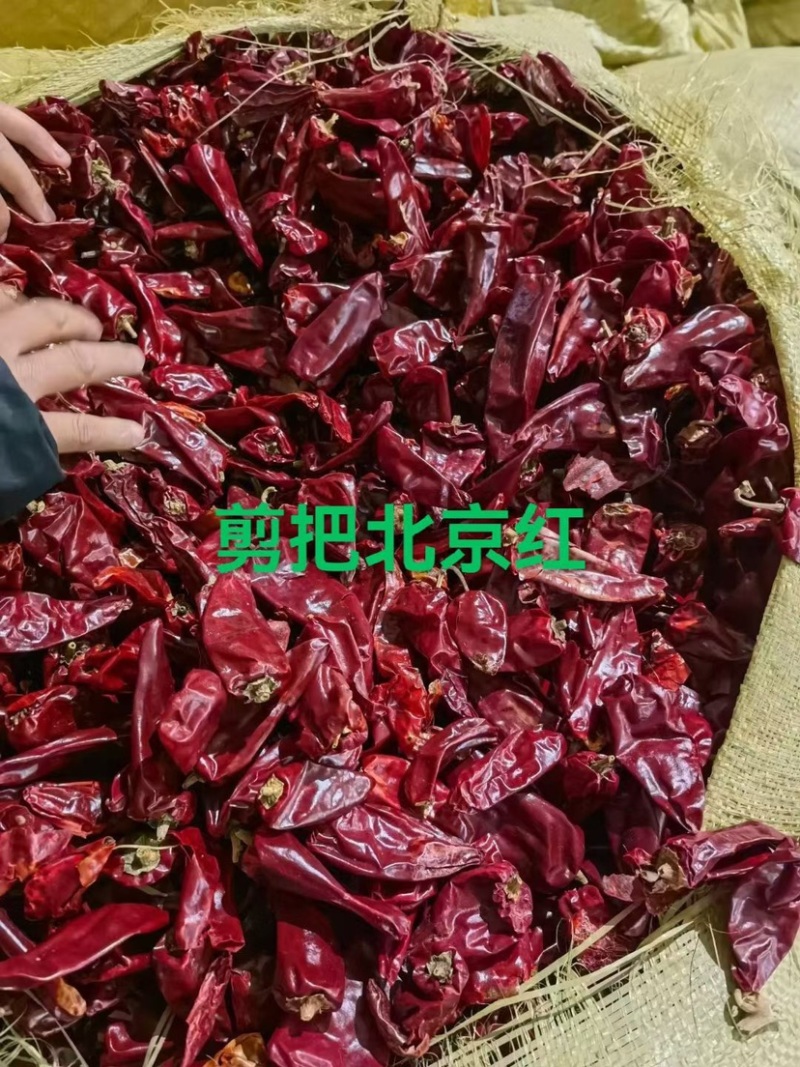内蒙通辽开鲁产区北京红红干椒干辣椒大量上市