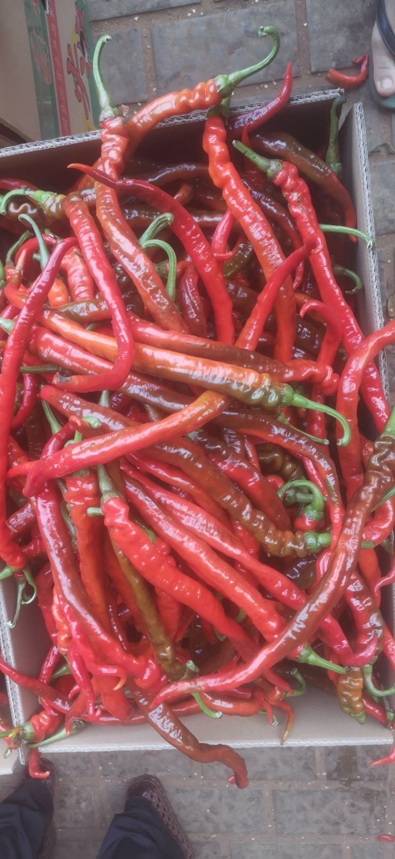 广东红螺丝线基地发货大量供应一手货源量大价优