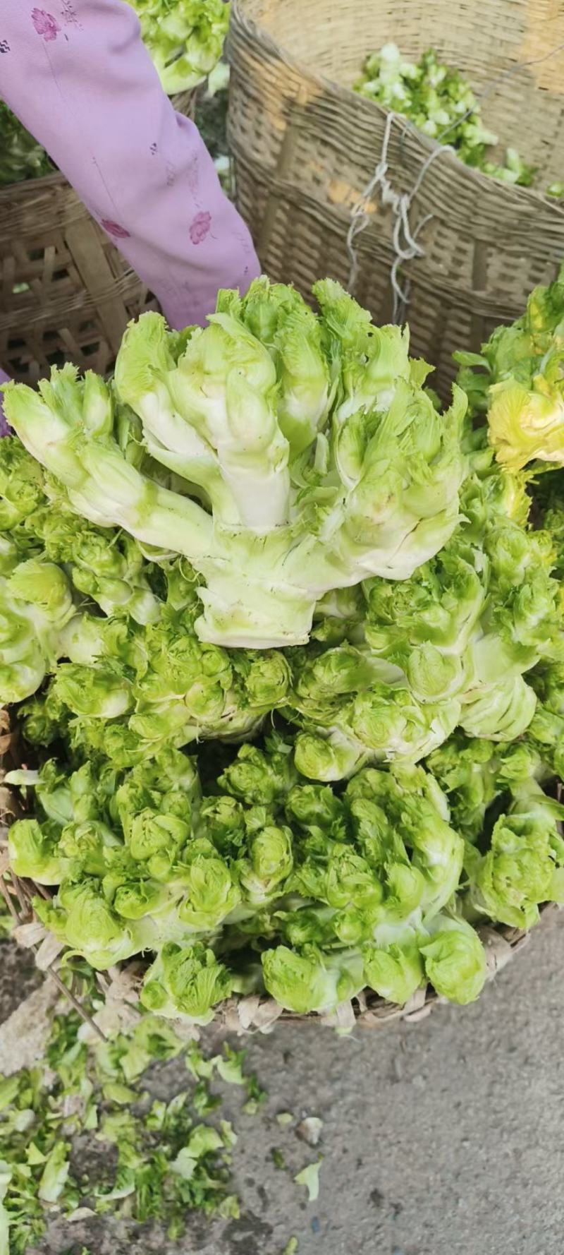 四川儿菜，精品儿菜，大量上市，一手货源，品质保证，全国发