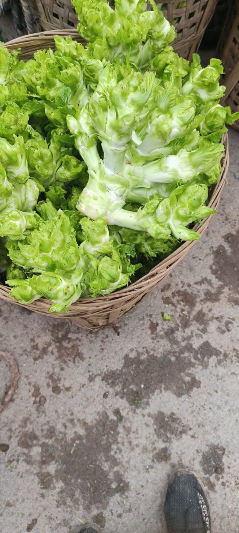 四川儿菜，精品儿菜，大量上市，一手货源，品质保证，全国发