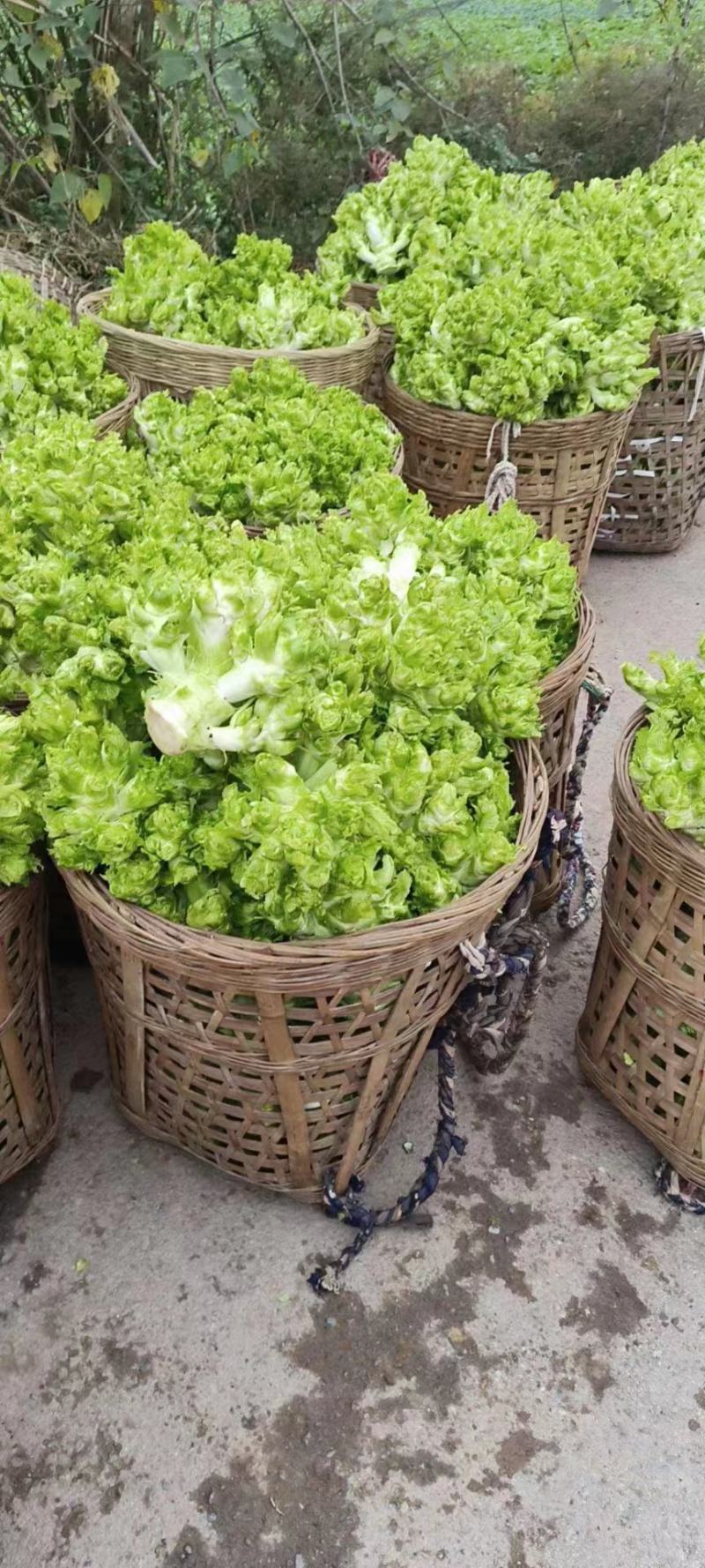 四川儿菜，精品儿菜，大量上市，一手货源，品质保证，全国发