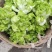 四川儿菜，精品儿菜，大量上市，一手货源，品质保证，全国发
