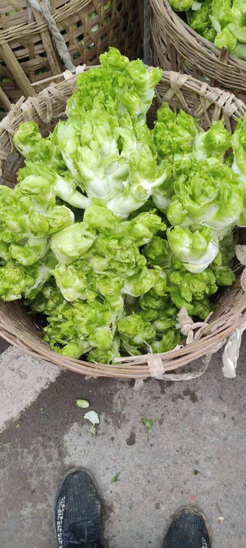 四川儿菜，精品儿菜，大量上市，一手货源，品质保证，全国发
