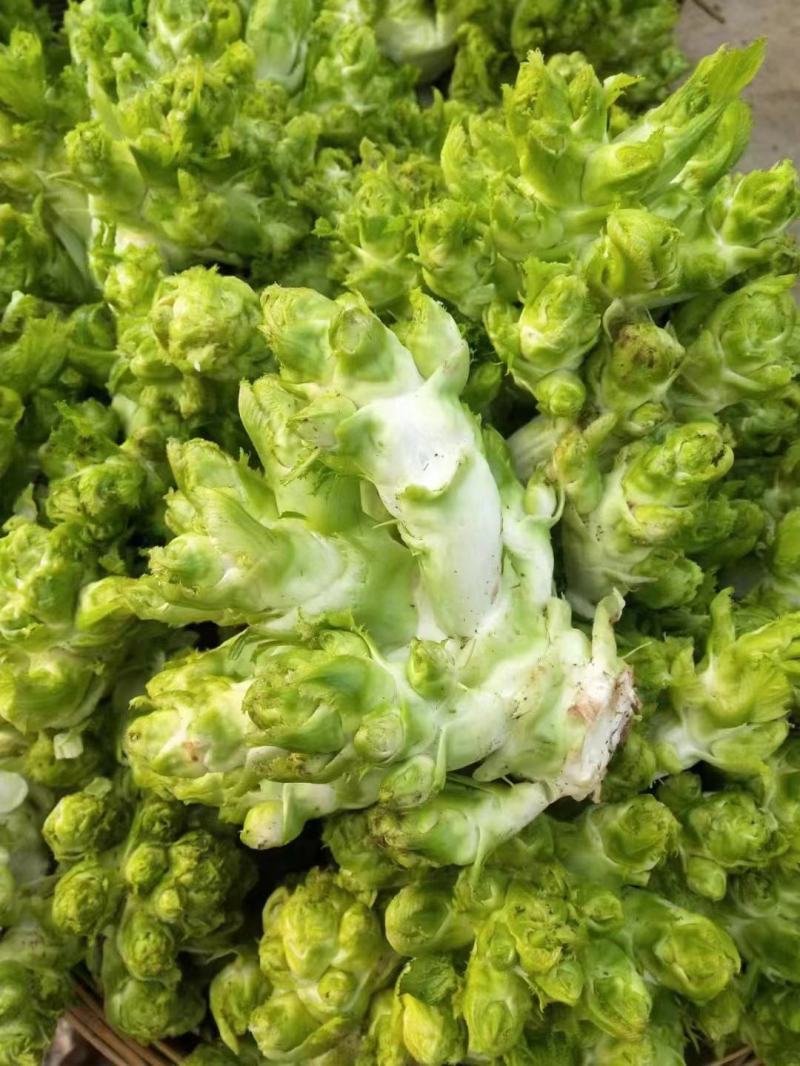 四川儿菜，精品儿菜，大量上市，一手货源，品质保证，全国发