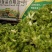 四川儿菜，精品儿菜，大量上市，一手货源，品质保证，全国发