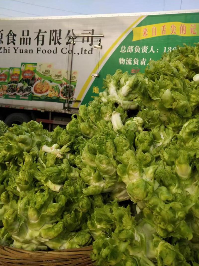 四川儿菜，精品儿菜，大量上市，一手货源，品质保证，全国发