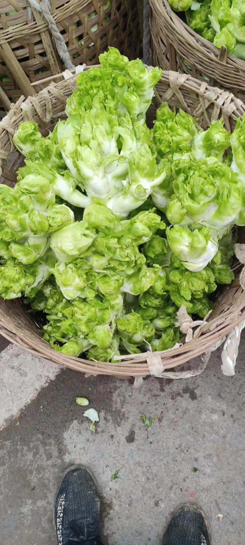 四川儿菜，精品儿菜，大量上市，一手货源，品质保证，全国发