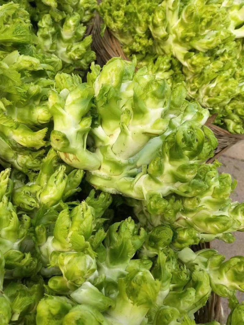 四川儿菜，精品儿菜，大量上市，一手货源，品质保证，全国发