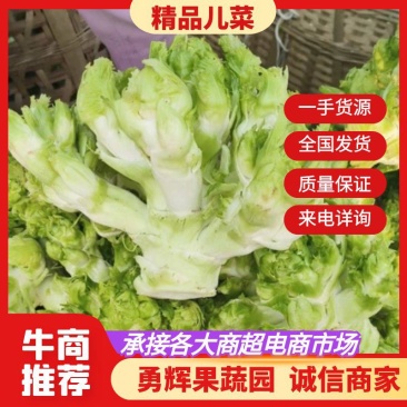 四川儿菜，精品儿菜，大量上市，一手货源，品质保证，全国发