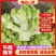 四川儿菜，精品儿菜，大量上市，一手货源，品质保证，全国发