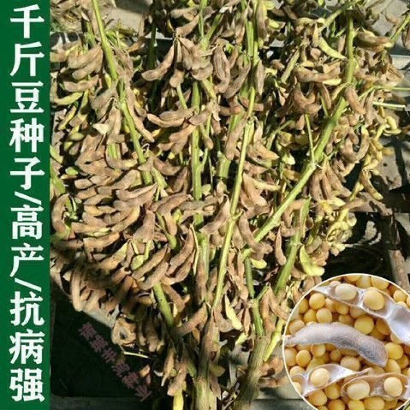 千斤豆黄豆种子粮食黄豆种子农家自种大豆种籽特大高产早熟抗