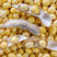 千斤豆黄豆种子粮食黄豆种子农家自种大豆种籽特大高产早熟抗