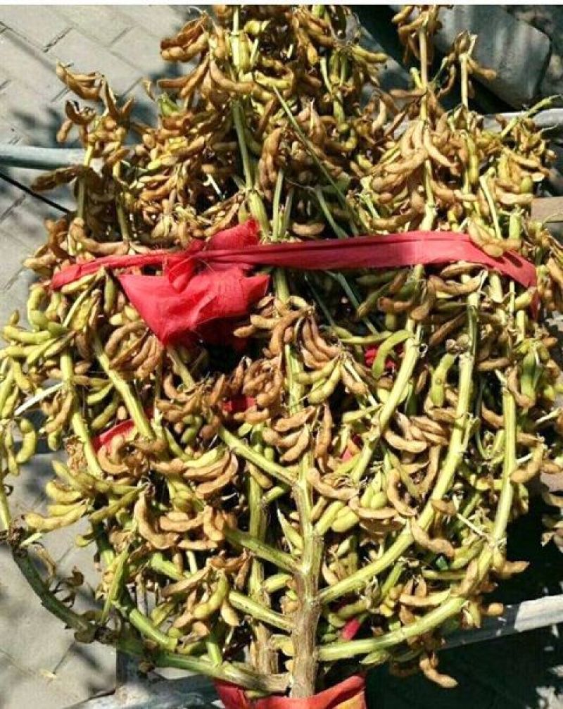 千斤豆黄豆种子粮食黄豆种子农家自种大豆种籽特大高产早熟抗