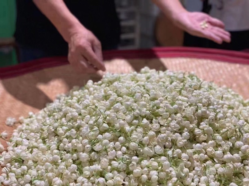 大白毫茉莉花茶广西横州市浓香型茉莉花茶产地