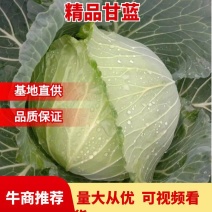 四川莲花白，甘蓝，圆包菜，产地直发，一手货源，品质保证
