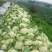白面青梗松花菜2~3斤-基地直供-货源充足