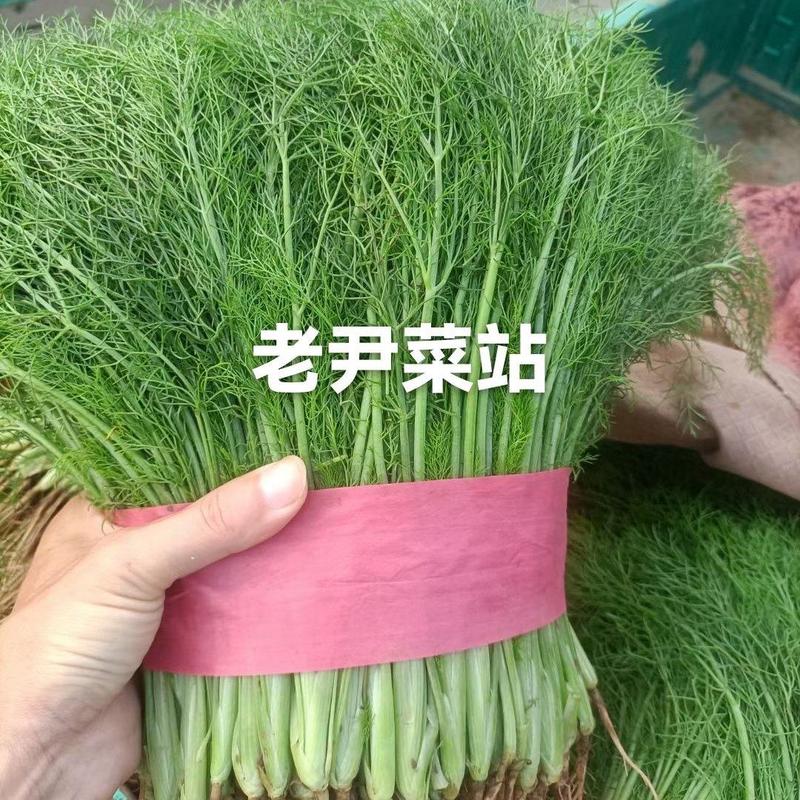 河北邯郸永年本地茴香大量上市了，高20厘米—30厘米