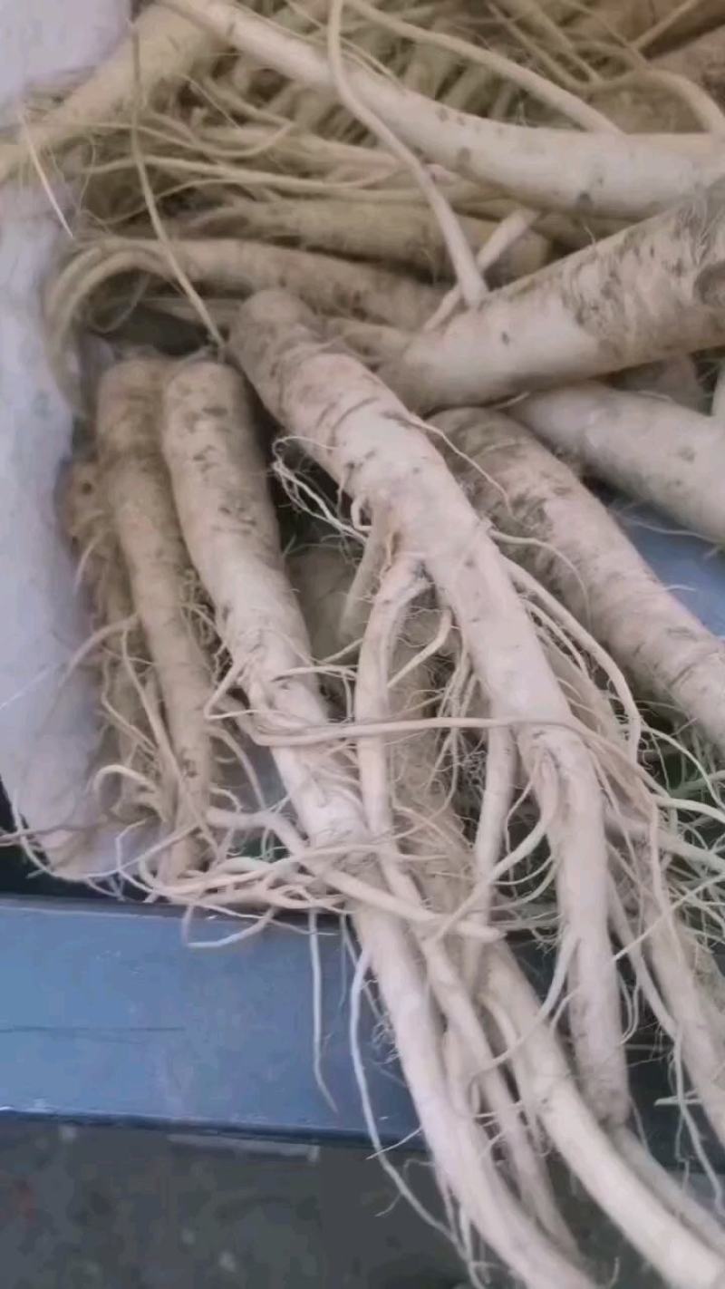 饶阳特产优质蔓菁大量上市，口感独特，欢迎全国各地新老客户