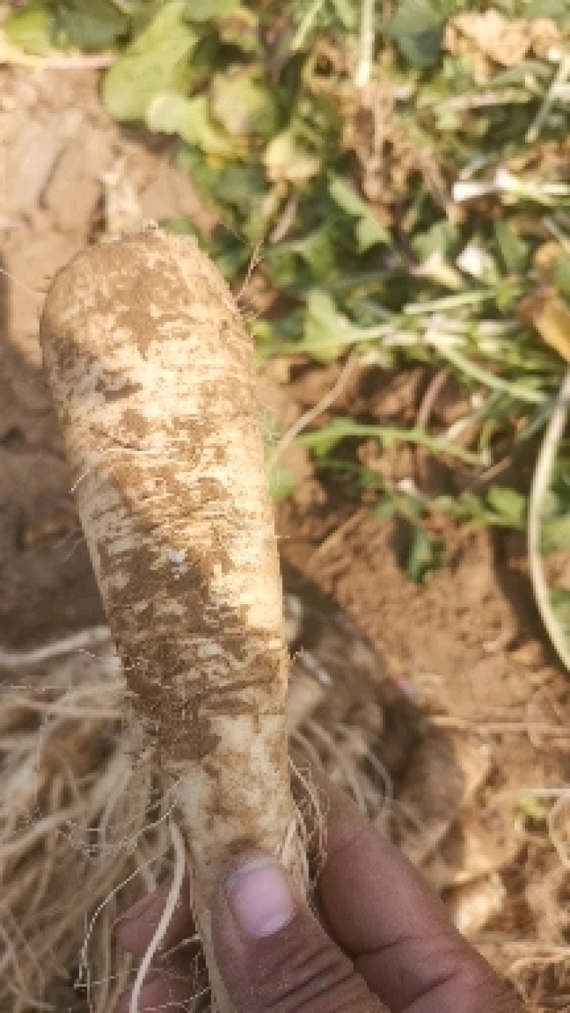 饶阳特产优质蔓菁大量上市，口感独特，欢迎全国各地新老客户